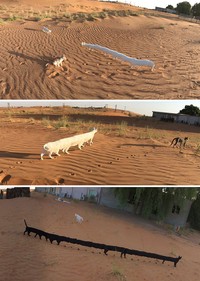 panorama hewan gagal