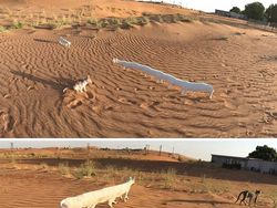 Deretan Foto Kocak Panorama Hewan yang Gagal