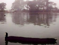 Deretan Foto Kocak Panorama Hewan yang Gagal