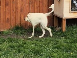 Deretan Foto Kocak Panorama Hewan yang Gagal