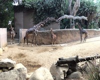 panorama hewan gagal