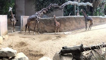 Hii! terlihat seram karena kepala jerapah jadi sangat panjang. (Foto: Boredpanda)