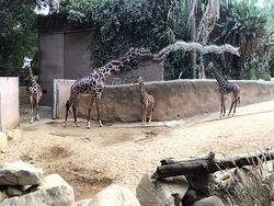 Deretan Foto Kocak Panorama Hewan yang Gagal