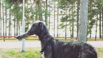 Moncong anjing ini juga jadi panjang. (Foto: Boredpanda)