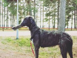 Deretan Foto Kocak Panorama Hewan yang Gagal