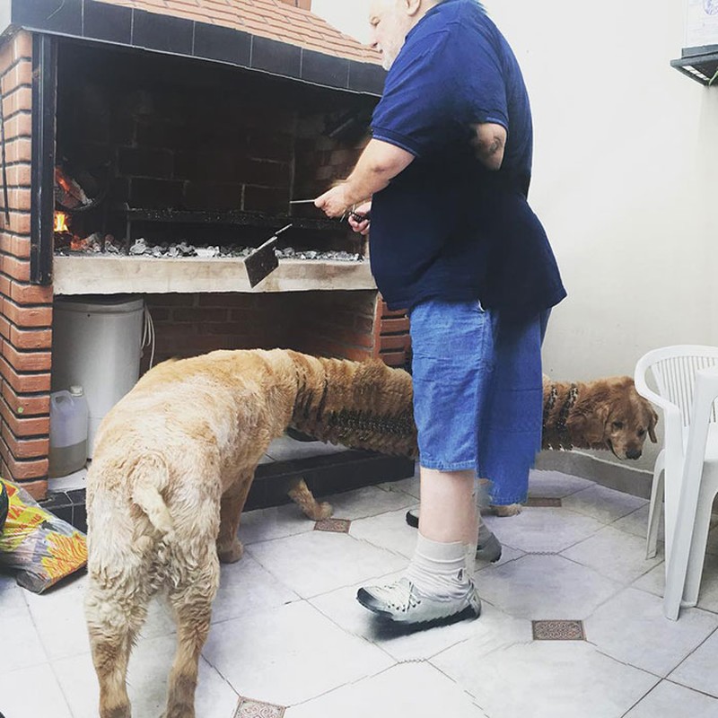 panorama hewan gagal