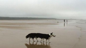 Si anjing kaki seribu? (Foto: Boredpanda)