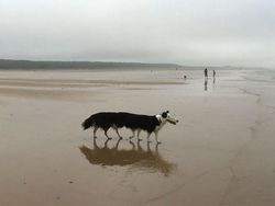 Deretan Foto Kocak Panorama Hewan yang Gagal