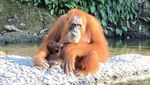 2 Bulan Terdampar di Rumah Orang Utan, Pasangan Turis Ini Happy