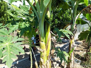 Pohon-pohon Pisang di Boyolali Ini Batang dan Tandannya Bercabang