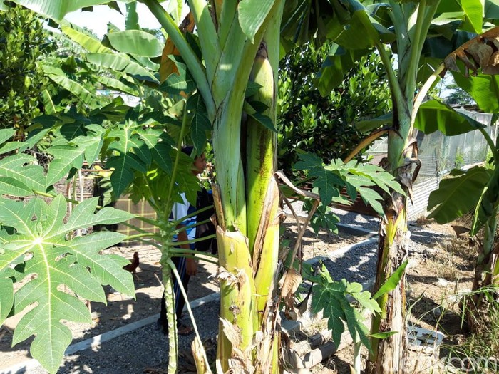 Pohon pisang batangnya bercabang di Desa Banyudono, Kecamatan Banyudono, Boyolali, Kamis (18/6/2020).