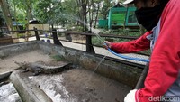 Selain menyemprotkan cairan disifenktan, petugas pun membersihkan tempat para hewan tersebut jelang kembali dibuka untuk umum.