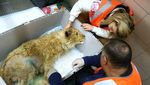 Miris! Anak Singa di Rusia Disiksa Untuk Berfoto Dengan Turis