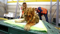 Melihat keadaanya yang mengenaskan, beberapa orang menyelamatkan singa ini dan membawanya langsung ke dokter hewan. Dan para penyelamat ini memberikannya nama Simba.  