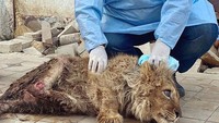 Orang yang menyelamatkan Simba bernama Karen Dallakyan, dokter hewan di Rusia. Karen membantu ratusan hewan melarikan diri dari situasi yang mengerikan.  