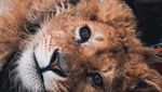 Miris! Anak Singa di Rusia Disiksa Untuk Berfoto Dengan Turis