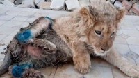 Baru-baru ini sebuah kisah sedih tentang seekor singa kecil muncul di internet. Singa yang menggemaskan ini diambil dari ibunya ketika dia baru berusia beberapa bulan. Singa malang itu diikat di sebuah gudang dan dipaksa untuk berfoto dengan turis.