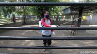 Pawang hewan ikut melakukan perawatan di kawasan Solo Zoo atau TSTJ/