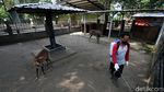 Persiapan Pembukaan Taman Satwa Taru Jurug Solo