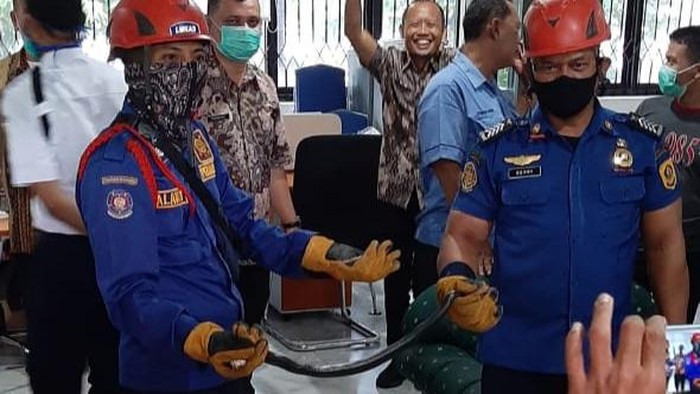 Ular kobra jawa yang ditemukan di kantor Setda Kabupaten Bogor (Istimewa)