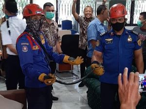 Ular Kobra Jawa Ketahuan Ngumpet di Kantor Setda Kabupaten Bogor