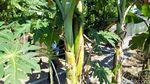 Unik! Pohon Pisang Ini Batang dan Tandannya Bercabang Lho