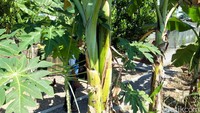 Keempat pohon pisang itu terletak di kompleks Ponpes Al Hikam di Desa Banyudono, Kecamatan Banyudono, Boyolali. Dua pohon yang batangnya bercabang tampak sudah berbuah dengan kondisi buah yang normal.