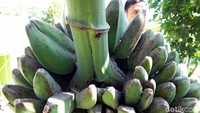 Pamungkas yang diketahui merupakan karyawan di Ponpes Al Hikam mengatakan tandan pisang bercabang itu sudah terjadi untuk kedua kalinya. Bahkan pada buah sebelumnya, ukurannya lebih besar dan panjang.