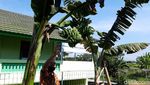 Unik! Pohon Pisang Ini Batang dan Tandannya Bercabang Lho
