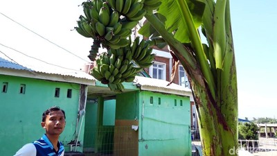 Unik! Pohon Pisang Ini Batang dan Tandannya Bercabang Lho