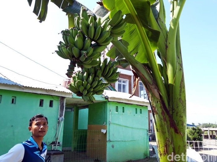 batang pohon pisang