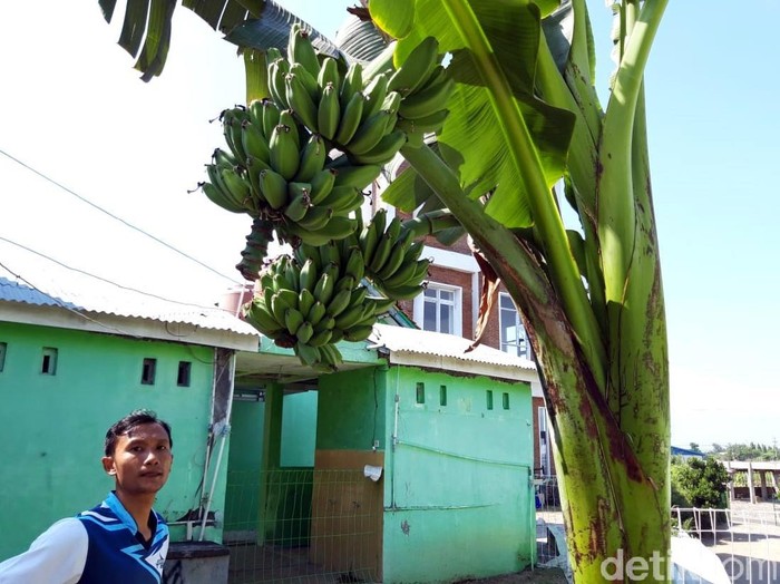 Unik! Pohon Pisang di Boyolali Ini Batang dan Tandannya Bercabang Empat pohon pisang di Boyolali menarik perhatian warga. Pasalnya beberapa pohon itu batang dan tandan pisangnya bercabang. Penasaran?