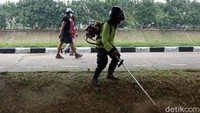 Petugas merapikan rumput dengan mesin pemotong.