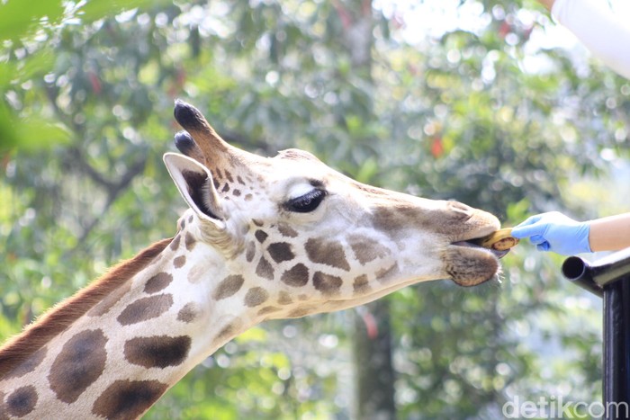 Bandung Zoo Garden atau Bazoga