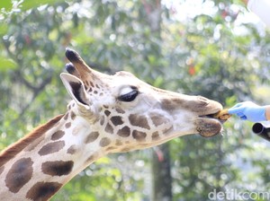 Satwa Kebun Binatang Bazoga Bandung Mulai Berlatih Atraksi Lagi