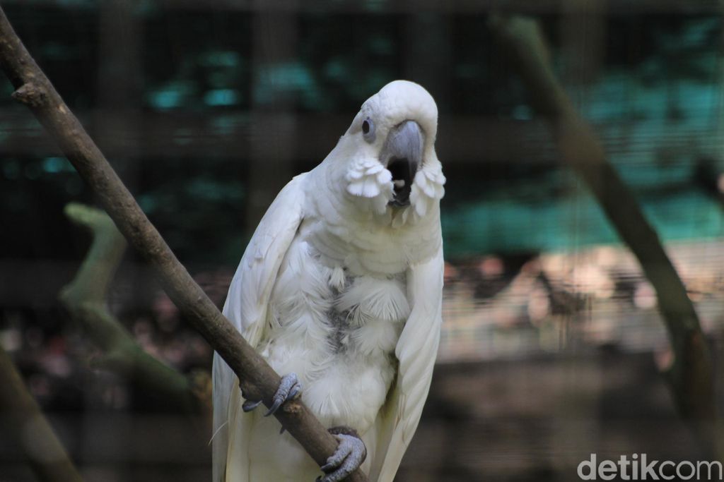 Bandung Zoo Garden atau Bazoga
