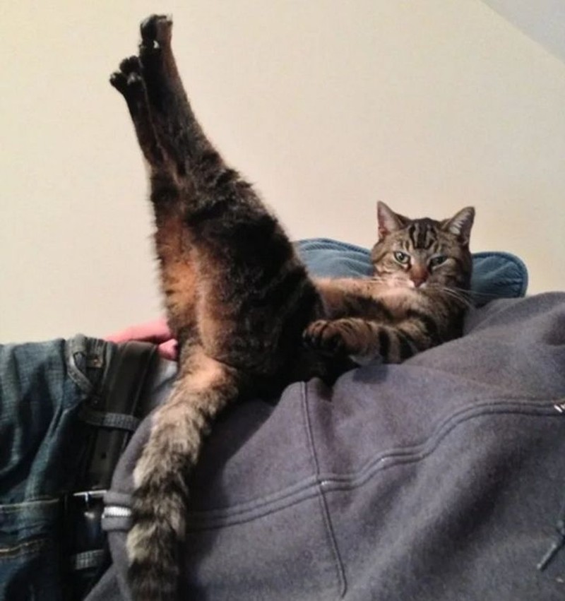 ekspresi kucing weekend