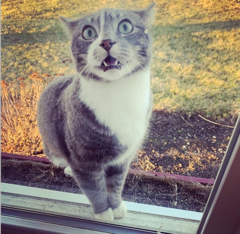 ekspresi kucing weekend