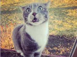 Beragam Ekspresi Lucu Si Kucing Bikin Weekend Ceria