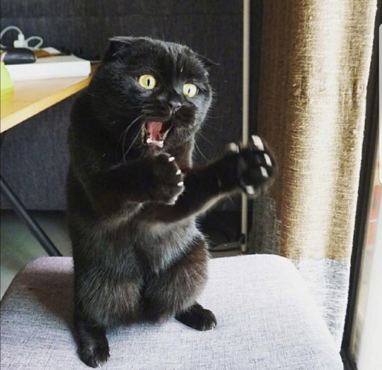 ekspresi kucing weekend ekspresi kucing weekend