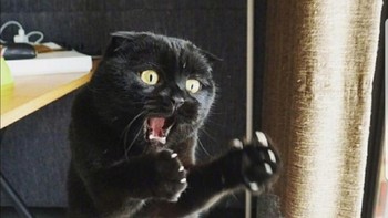 Kemarin aku dapat tikus sangat besar, ukurannya segini lho! ujar kucing sambil peragain gayanya. (Foto: Brightside)