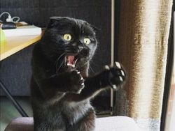 Beragam Ekspresi Lucu Si Kucing Bikin Weekend Ceria