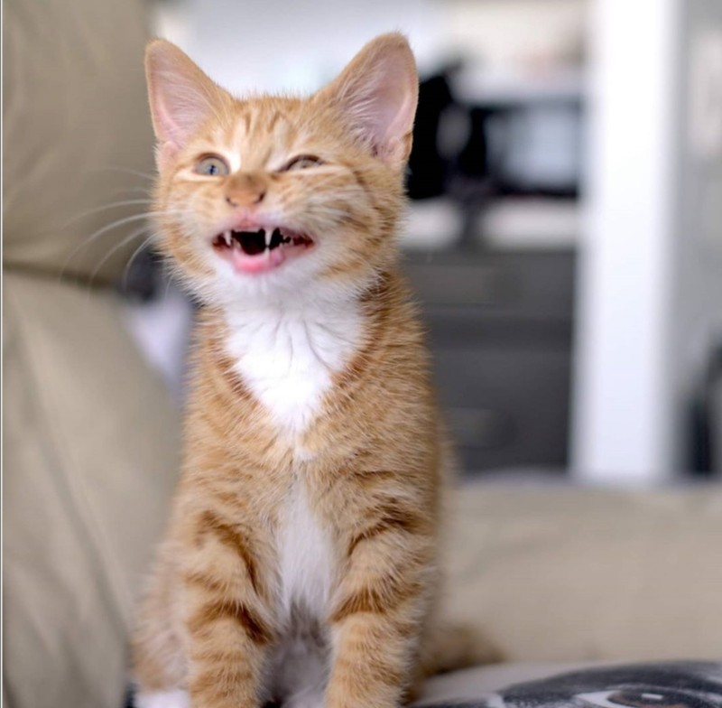 ekspresi kucing weekend