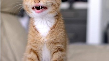 Meski aku masih anak kucing, tapi aku bisa meong yang keras lho. (Foto: Brightside)