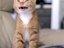 Beragam Ekspresi Lucu Si Kucing Bikin Weekend Ceria