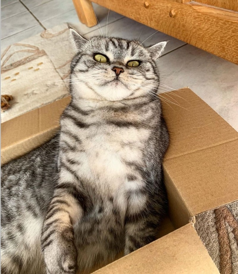 ekspresi kucing weekend