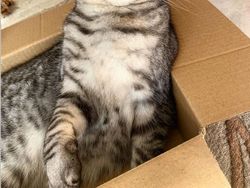 Beragam Ekspresi Lucu Si Kucing Bikin Weekend Ceria