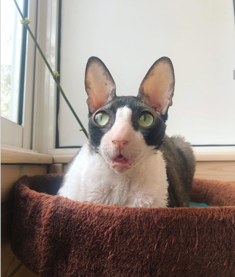 ekspresi kucing weekend