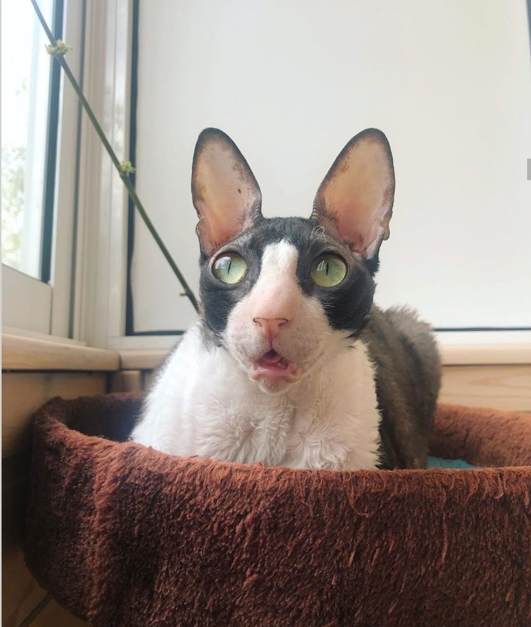ekspresi kucing weekend ekspresi kucing weekend
