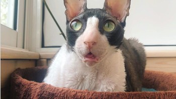 Memantau burung yang sedang di luar jendela. (Foto: Brightside)